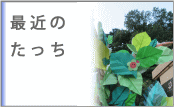 最近のたっち